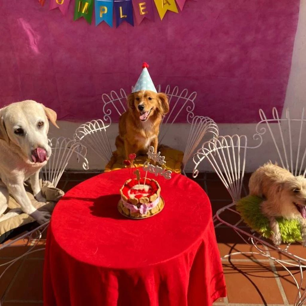 Uno de los festejos más inusuales fue un cumpleaños con 30 mascotas invitadas, en un bar pet friendly.