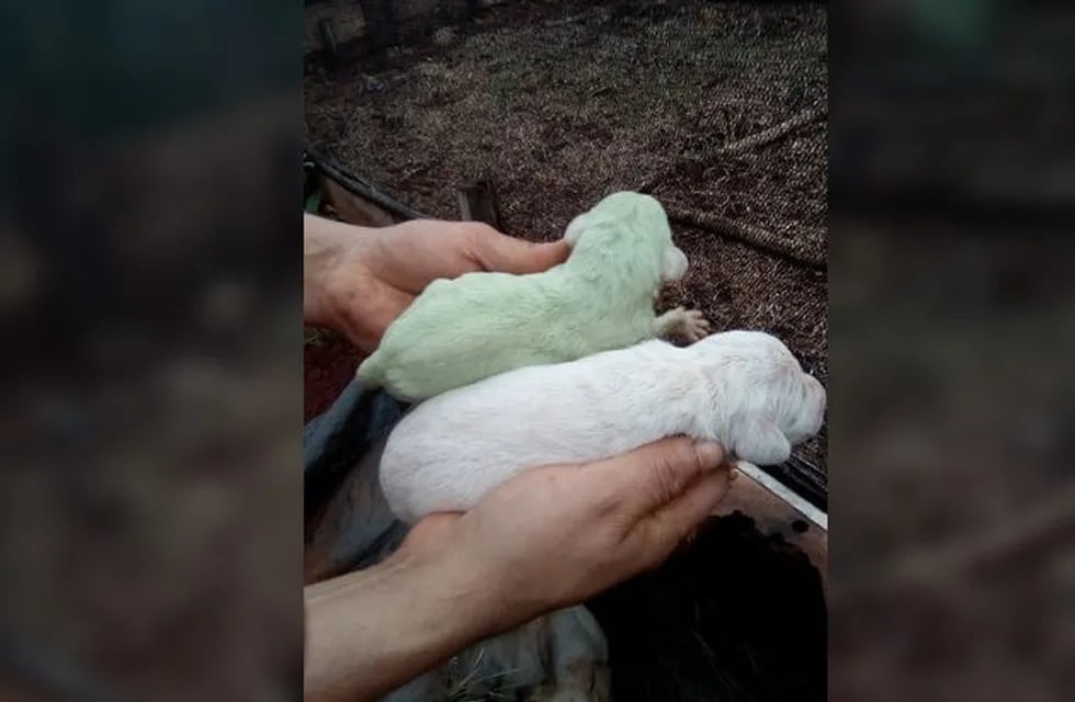 Una perra dio a luz a un cachorro con pelaje verde en el norte de la provincia