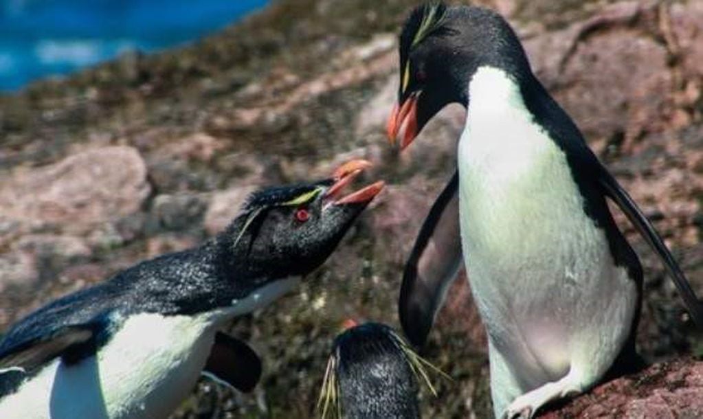 Pingüinos de penacho amarillos en Península Mitre, un importante territorio de protección en el país.
