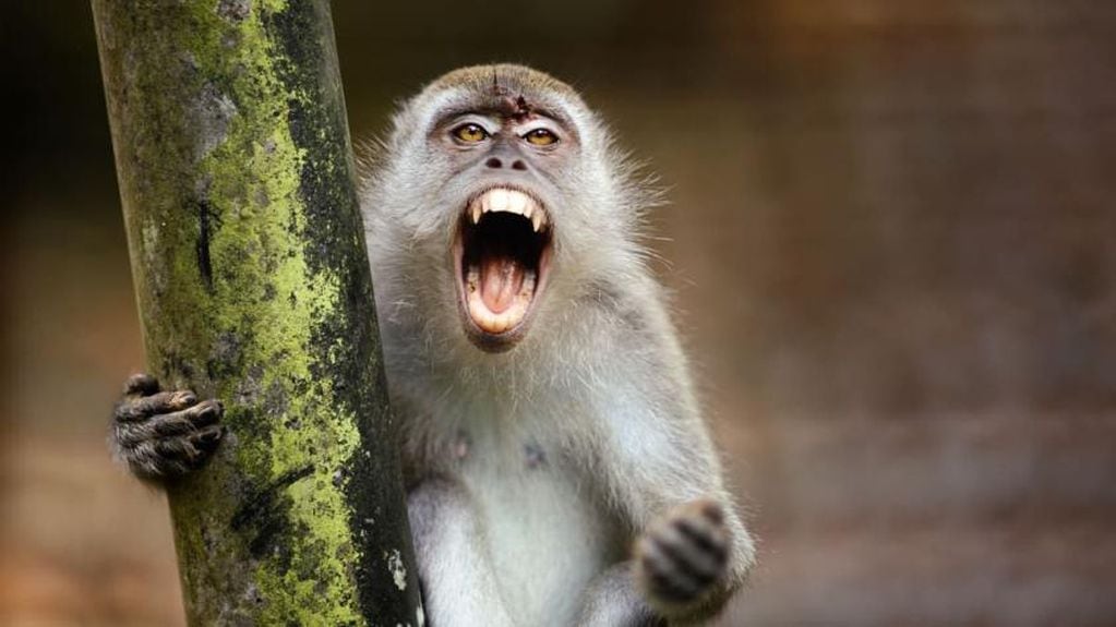 Los monos serán exhibidos en un zoológico de China.