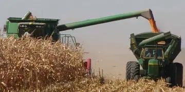 En maíz, las labores de cosecha se encarecieron 59 por ciento en promedio (La Voz / Archivo).