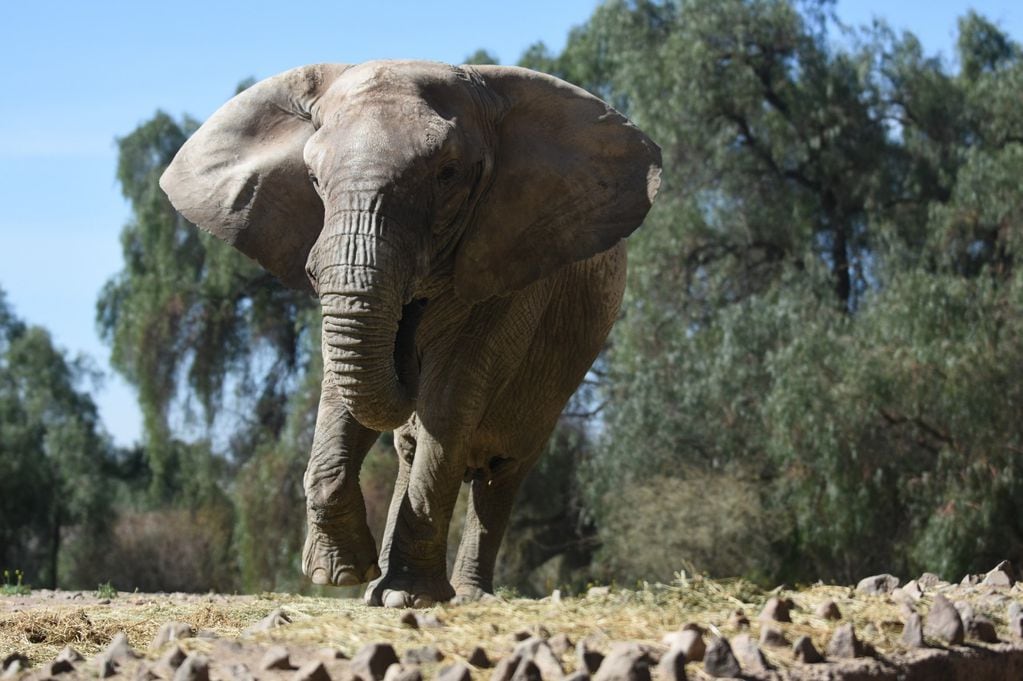 La elefanta Kenya se “acerca” a Pocha y Guille: ya preparan su traslado al Santuario de Brasil. Foto: Gobierno de Mendoza.