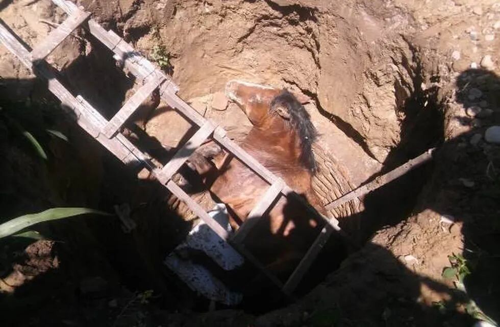 El caballo cayó dentro de un pozo de 4 metros de profundidad (Web)