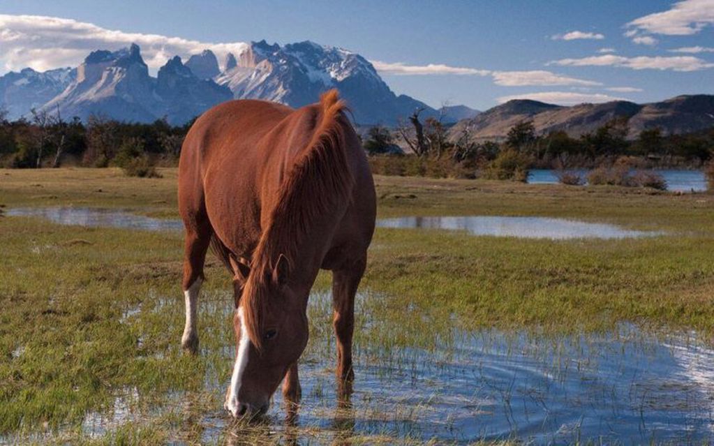 caballo en Torres del Paine Chile