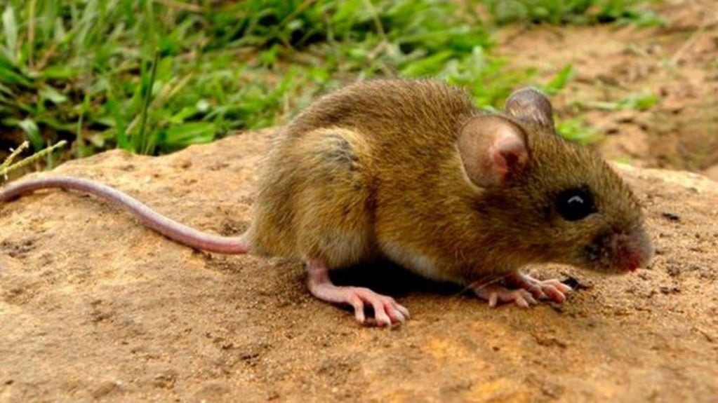 El virus del Hanta es contagiado por el ratón colilargo, aunque se pudo comprobar que el virus tuvo una mutación y se contagia de persona a persona. (web)
