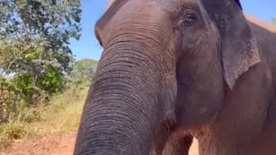 El video del momento más esperado: Pocha y Guillermina fueron recibidas por otra elefanta en Brasil. Foto: Facebook Global Sanctuary for Elephants