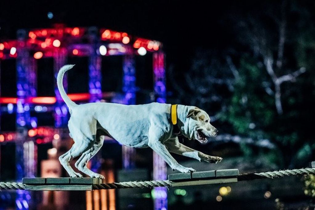 "TOP DOG" la nueva serie de competencia que tiene a los perros como protagonistas