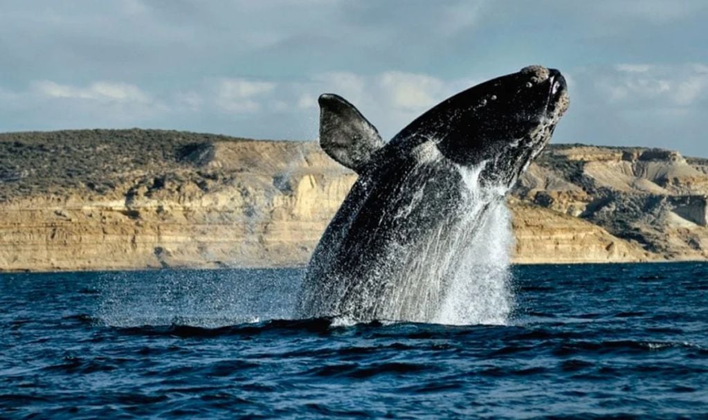 Armaron el árbol genealógico de una familia de ballenas de la Península Valdés.