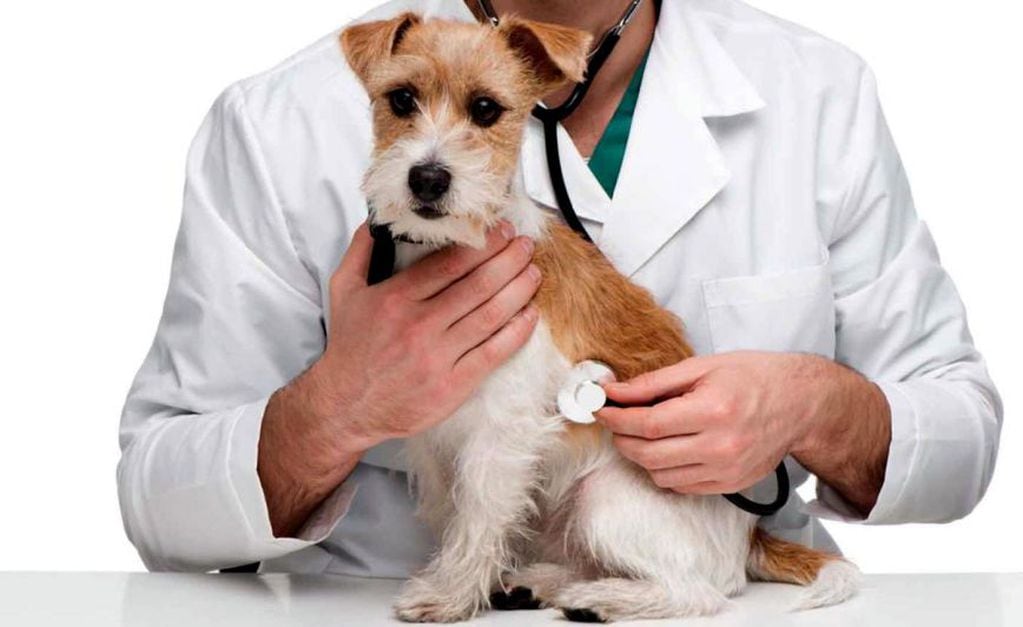 Las pulgas y las garrapatas pueden traer enfermedades tantos a las mascotas como a las familias.