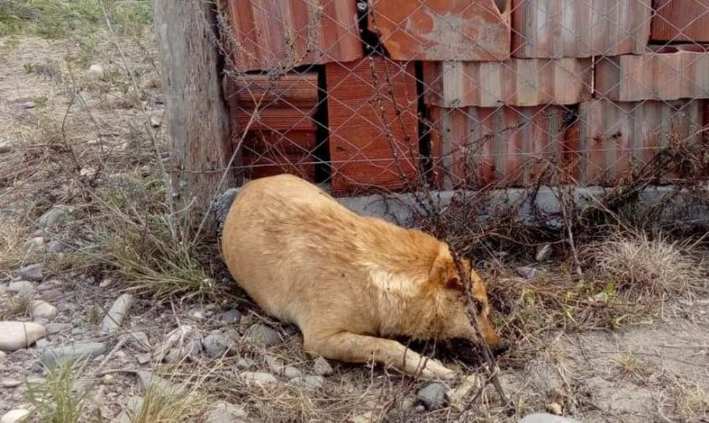 Perros envenenados en San Luis.