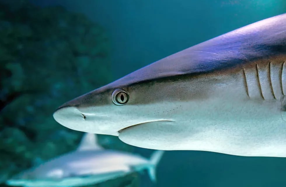 Sin miedo al éxito: el pez dentista que protege la dentadura de los tiburones más grandes del océano