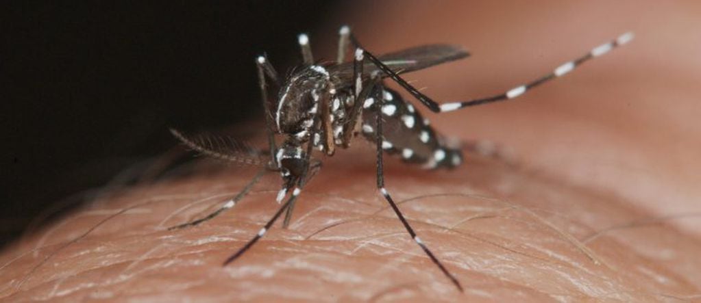 El mosquito del dengue.