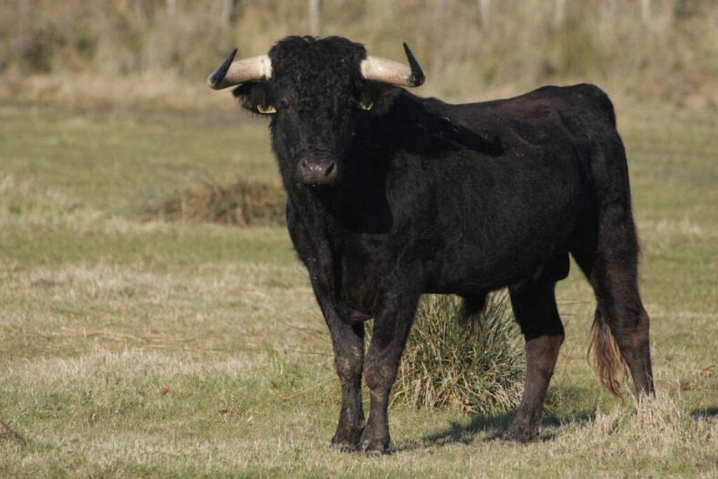 Un formoseño fue asesinado por un toro.
