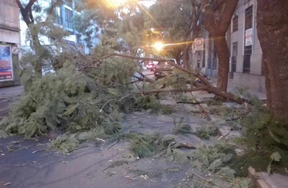 Uno de los ejemplares afectados por la tormenta quedó tirado frente a la sede de la Fiscalía Regional. (@belitaonline)