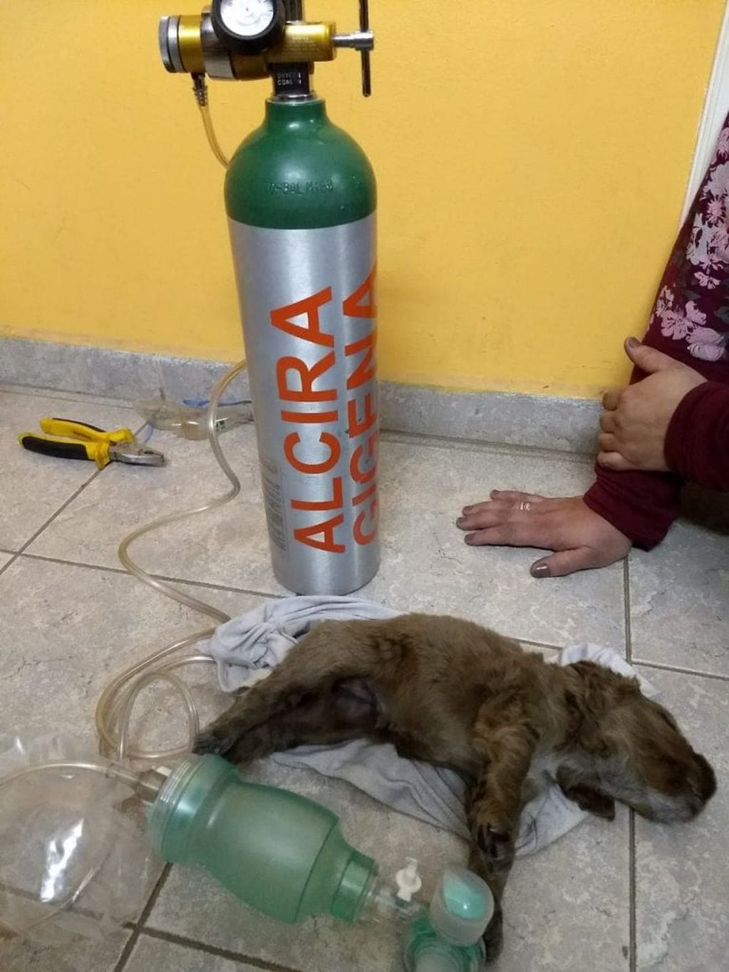 Bomberos de Alcira Gigena rescatan a cachorritos de un incendio en Alcira Gigena