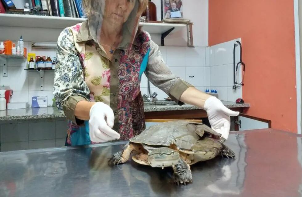 El reptil fue atendido por la veterinaria Diana Bonifacio. (@pedrolevyok)