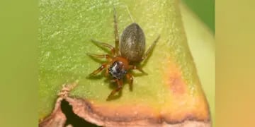 Misiones: descubren una nueva araña saltarina y la nombraron “Scaloneta”