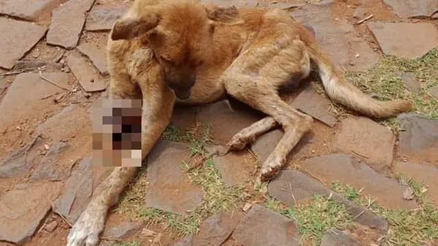 Puerto Iguazú: pedido de colaboración para Titán, un perro que perdió una pata