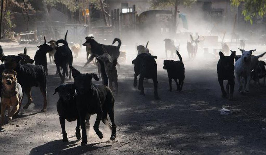 Es común ver perros sueltos en los barrios de la capital salteña. (imagen ilustrativa)