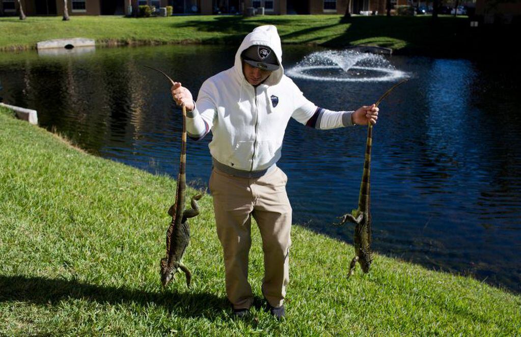 A man carries two cold stunned iguanas found near a local pond following extreme cold weather in Lake Worth, Florida, U.S. January 5, 2018.  REUTERS/Saul Martinez