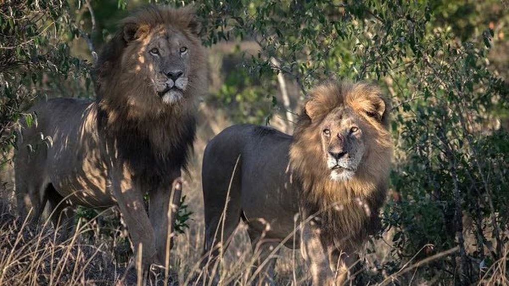 Leones del parque nacional Kruger de Sudáfrica.