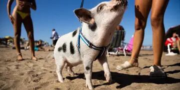 La mascota visitó el balneario de Pinamar, acompañada de sus dueños, y cautivó a los presentes. Foto: La Nación / Tomás Cuesta