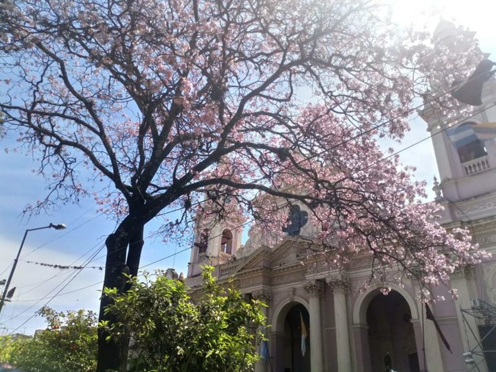 Un hermoso lapacho rosado enmarca la Catedral de Salta.