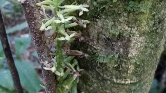 Una nueva especie de orquídea terrestre fue descubierta en el Parque Nacional Iguazú