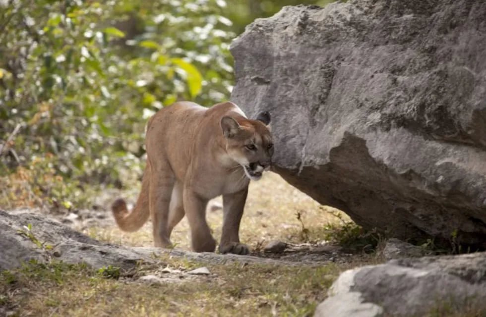 Denuncian nuevo ataque al ganado por parte de un puma en Andresito