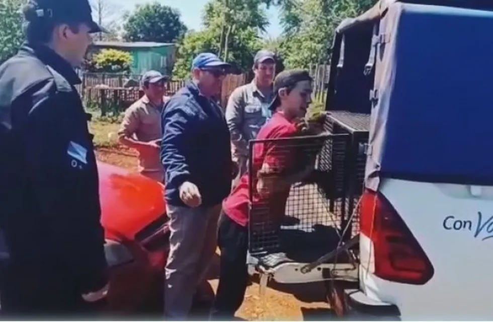 Rescatan un ejemplar de mono caí en cautiverio en Oberá