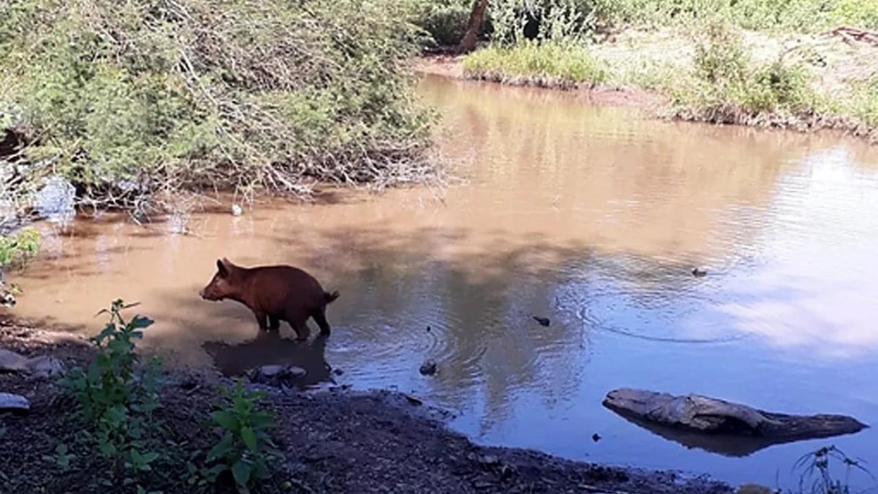 Denuncian que murió una nena wichi en Chaco por consumir agua contaminada.