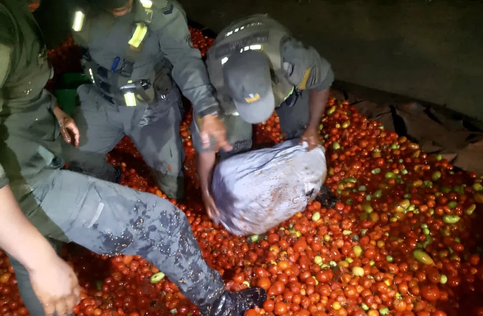 Momento en el que los gendarmes descubren los bultos de marihuana ocultos entre los tomates, en Jujuy.