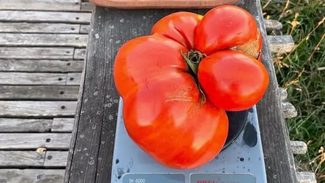 El super tomate tandilense
