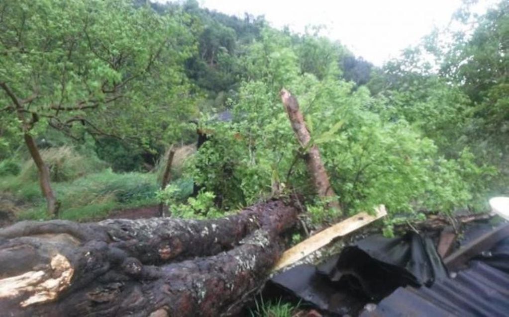 Un árbol cayó en una vivienda de Puerto Iguazú. (Fuente: El Territorio).