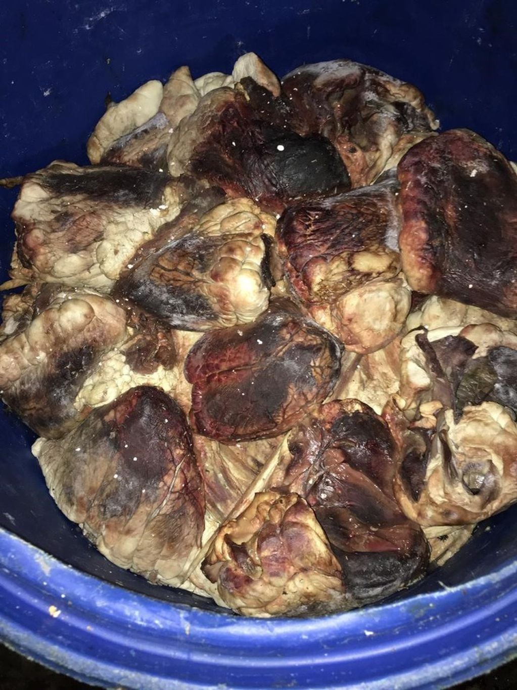 Carne podrida, ratas e insectos en un frigorífico en el barrio porteño de Flores. (Clarín)