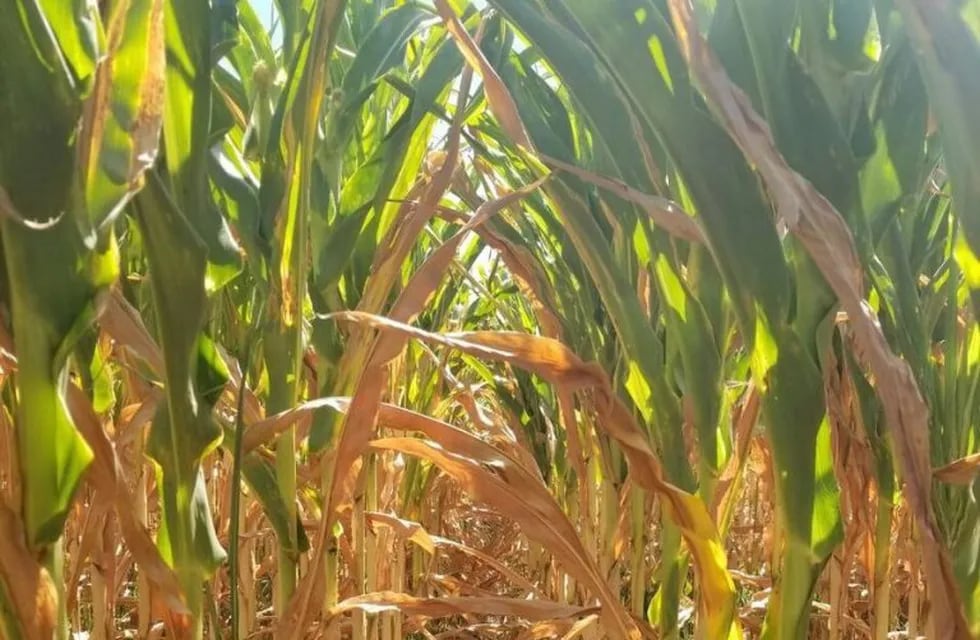 Lote de maíz afectado por la sequía en Rufino. (@fedeagraria)