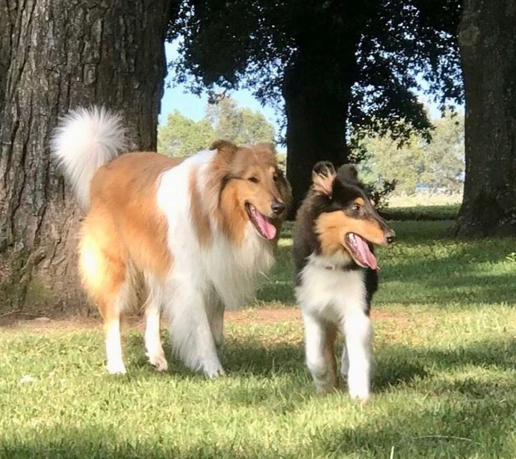 Prócer, el hijo de Dylan perro de Alberto Fernández (@dylanferdezok)