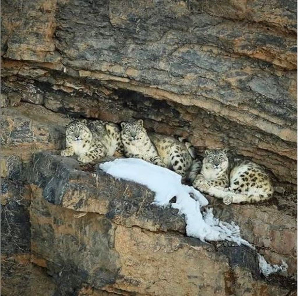 El fotógrafo Saurabh Desai dejó en evidencia "el arte del camuflaje" de los leopardos de nieve