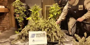 Dos invernaderos de plantación de marihuana fueron desarticulados en Los Antiguos por la PNA