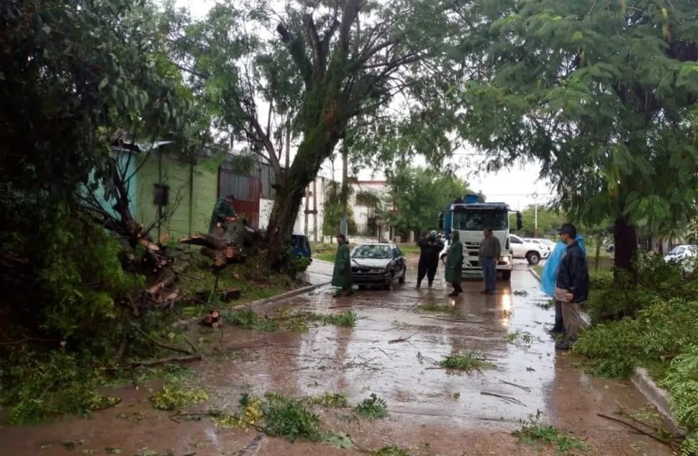 Cuadrillas municipales trabajan para quitar los árboles caídos de la ciudad.