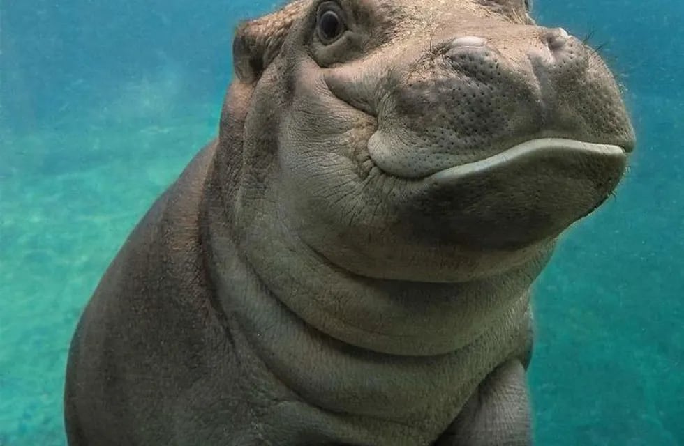 El tierno gesto de un hipopótamo con una nena en un zoo de Estados Unidos. (Web)