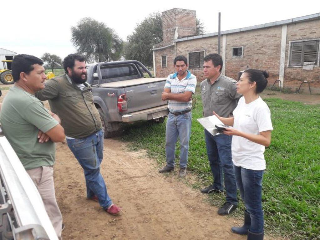 Técnicos del Senasa en arduos trabajos capacitando sobre el ataque de langostas.