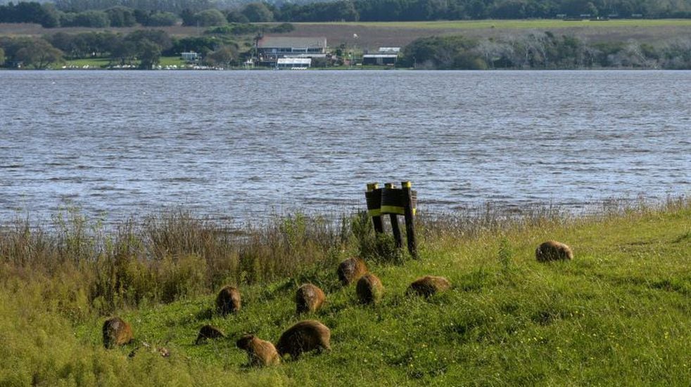 Capybaras are seen on the shore of the Laguna de los Padres lake, near Mar del Plata, Argentina, on May 8, 2020, amid the new coronavirus pandemic. - Capybaras can now be massively seen since the lockdown imposed by the government keeps people away from public parks. (Photo by MARA SOSTI / AFP)   carpinchos carpincho