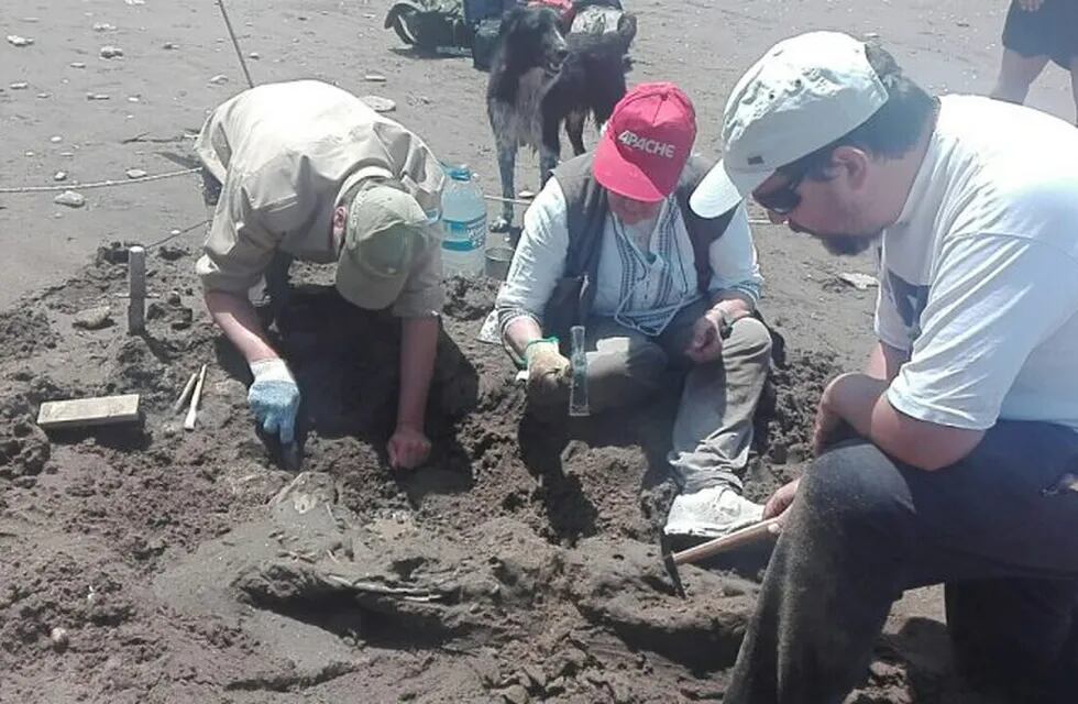 Hallan nuevos fósiles en Pehuen Co