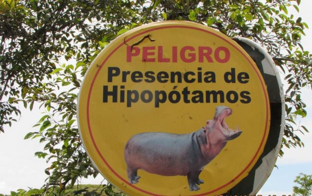 01/01/1970 Alerta de hipopótamos en la antigua hacienda de Pablo Escobar POLITICA INTERNACIONAL UNIVERSIDAD CALIFORNIA SAN DIEGO