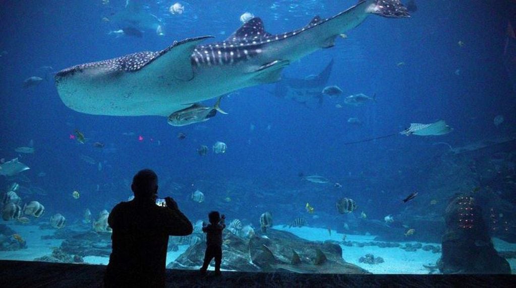 Eva de Dominici recibió fuertes críticas por haber fotografiado a su hijo en un acuario