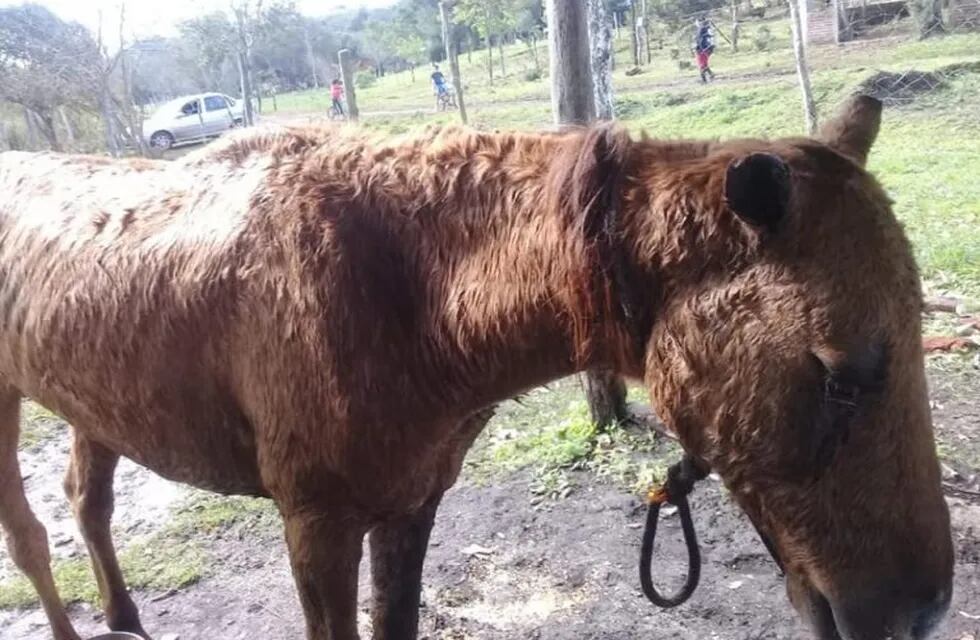 Rescatan a un caballo que fue mutilado y apaleado en Cerro Corá