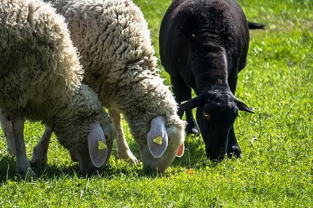 Rebaño de ovejas - Pixbay