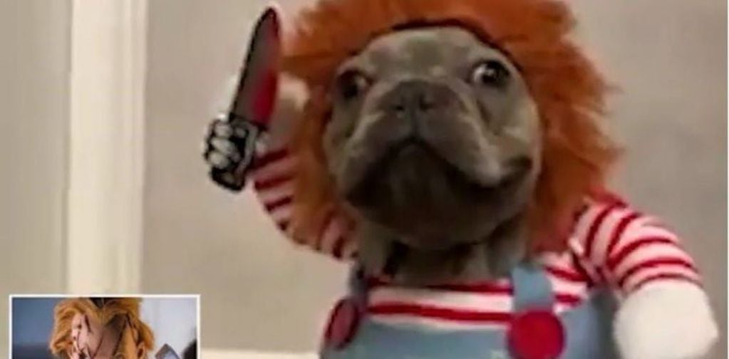 El gracioso video de un bulldog francés al creerse que es Chucky