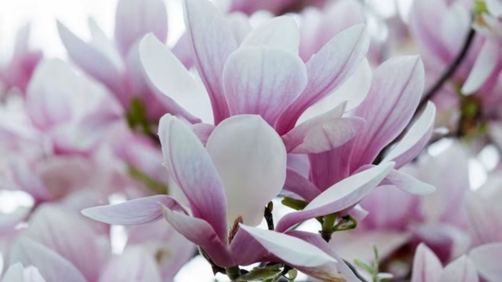 Siguiendo estos consejos te ayudará a mantener tu magnolia sana y fuerte.